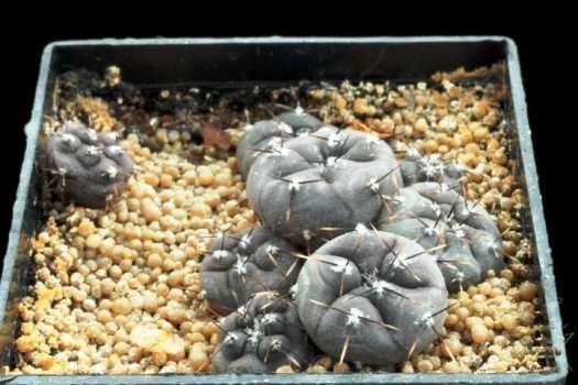 Gymnocalycium_berchtii_1